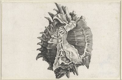 Conchiglia, phyllonotus erythrostomus da Wenceslaus Hollar