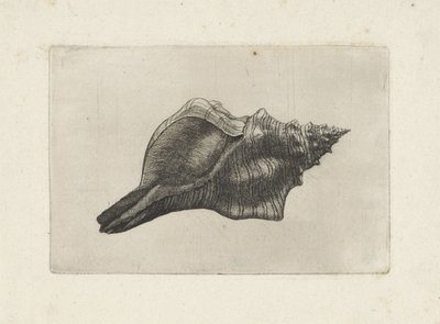 Conchiglia, pleuroploca trapezium (serie Schelpen) da Wenceslaus Hollar
