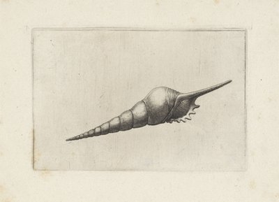 Schelp, tibia fusus melanocheilus da Wenceslaus Hollar