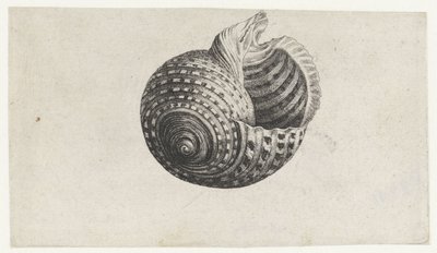 Conchiglia, tonna dolium da Wenceslaus Hollar
