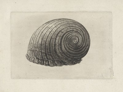 Conchiglia, tonna galea da Wenceslaus Hollar