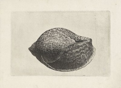 Conchiglia, tonna perdix da Wenceslaus Hollar