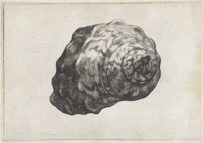 Conchiglia, turbo sarmaticus da Wenceslaus Hollar