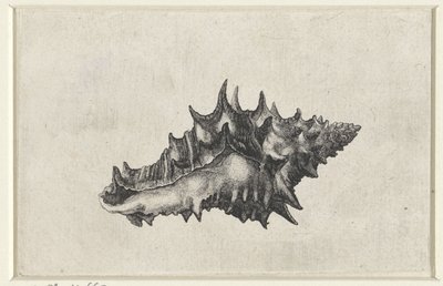Conchiglia, vasum ceramicum da Wenceslaus Hollar
