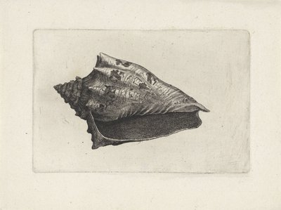 Conchiglia, voluta ebraea da Wenceslaus Hollar