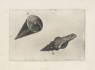 Conchiglie, telescopium telescopium (A) e fusinus laticostatus (B) da Wenceslaus Hollar