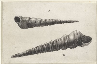 Conchiglie, turritella terebra (A) e turritella duplicata (B) (conchiglie) da Wenceslaus Hollar