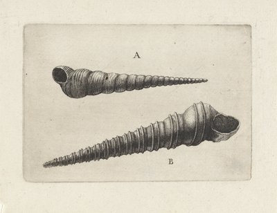 Conchiglie, turritella terebra (A) e turritella duplicata (B) da Wenceslaus Hollar