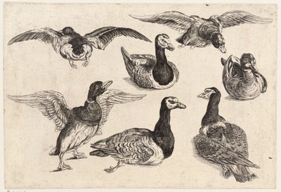 Sette anatre da Wenceslaus Hollar