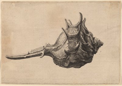 Conchiglia (Murex brandaris) da Wenceslaus Hollar
