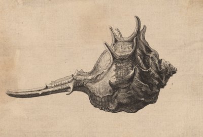 Conchiglia Murex brandaris, c. 1645 da Wenceslaus Hollar