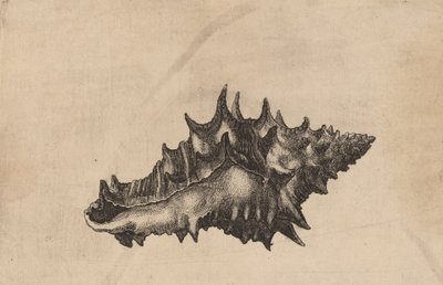 Conchiglia Vasum ceramicum, c. 1645 da Wenceslaus Hollar