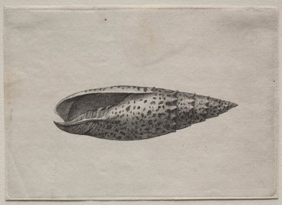 Conchiglie: Mitra papalis L da Wenceslaus Hollar