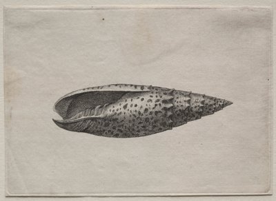 Conchiglie: Mitra papalis L, c. 1640s da Wenceslaus Hollar