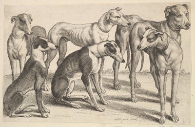 Sei Segugi da Wenceslaus Hollar