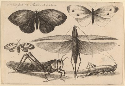 Sei Insetti da Wenceslaus Hollar