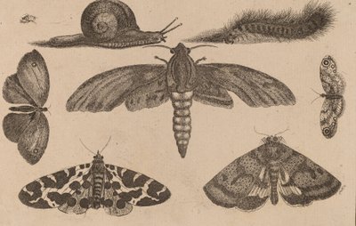 Sei Insetti, un Bruco e una Lumaca da Wenceslaus Hollar