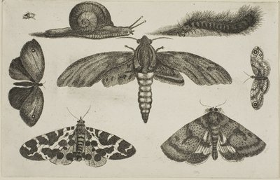 Sei Insetti, un Bruco e una Lumaca da Wenceslaus Hollar