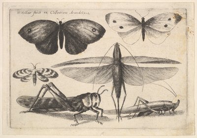 Sei insetti, 1646 da Wenceslaus Hollar