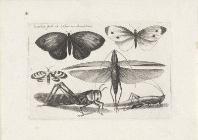 Cavallette e farfalle (serie di insetti) da Wenceslaus Hollar