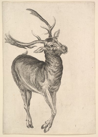 Cervo, 1625-77 da Wenceslaus Hollar