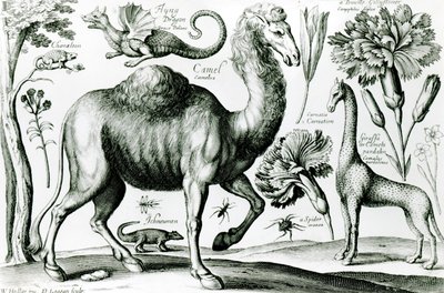 Studio di animali e fiori, inciso da D. Loggan da Wenceslaus Hollar