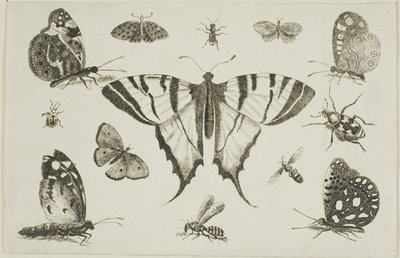 Farfalla a Coda di Rondine e Altri Dodici Insetti da Wenceslaus Hollar