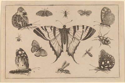 Farfalla coda di rondine e altri dodici insetti da Wenceslaus Hollar