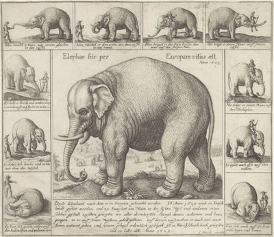 Elefante addomesticato da Wenceslaus Hollar