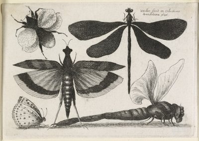 Il set di farfalle, uno dei dodici, 1646 da Wenceslaus Hollar