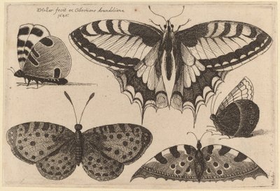 Tre Farfalle e Due Falene da Wenceslaus Hollar