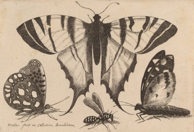 Tre farfalle e una vespa, 1646 da Wenceslaus Hollar