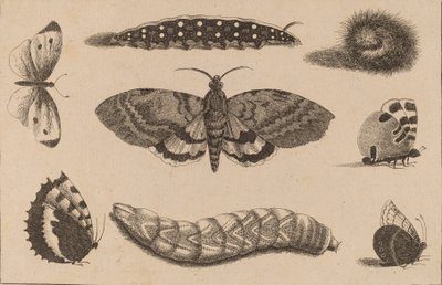Tre bruchi, una falena e quattro farfalle da Wenceslaus Hollar