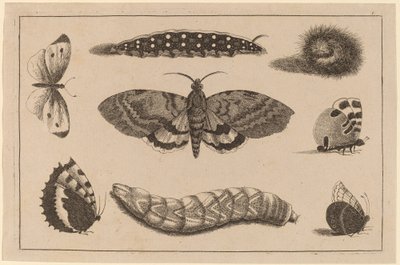 Tre bruchi, una falena e quattro farfalle da Wenceslaus Hollar