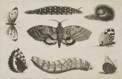 Tre bruchi, una falena e quattro farfalle da Wenceslaus Hollar