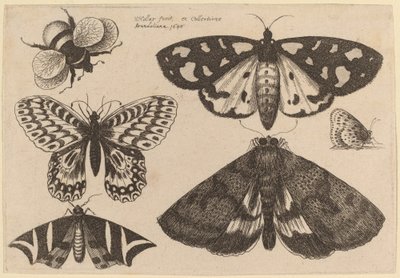 Tre Falene, Due Farfalle e un Bombus da Wenceslaus Hollar