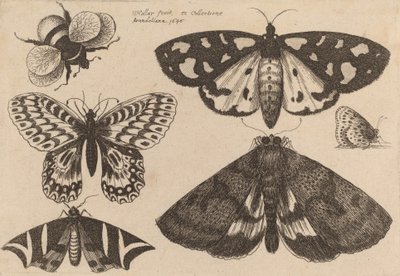 Tre Falene, Due Farfalle e un Bombo, 1646 da Wenceslaus Hollar