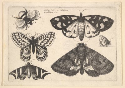 Tre falene, due farfalle e un bombo da Wenceslaus Hollar