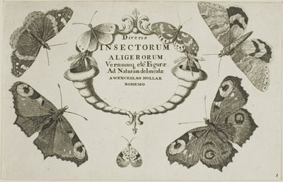 Pagina del titolo da Diversae Insectorum da Wenceslaus Hollar