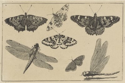 Due libellule e cinque farfalle da Wenceslaus Hollar