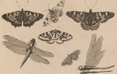 Due libellule e cinque farfalle da Wenceslaus Hollar