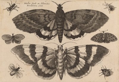 Due falene e sei insetti da Wenceslaus Hollar