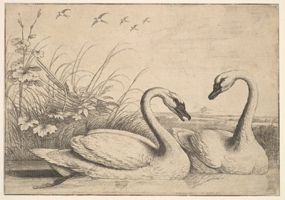 Due cigni, 1654-58 da Wenceslaus Hollar