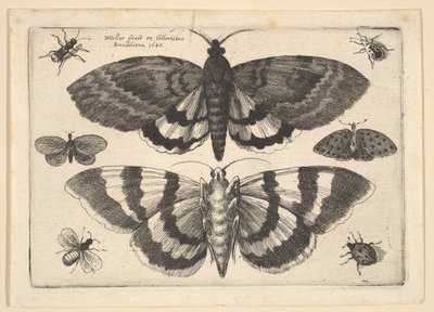 Due falene e sei insetti, 1645 da Wenceslaus Hollar