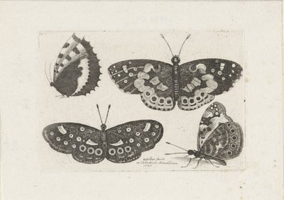 Quattro farfalle da Wenceslaus Hollar