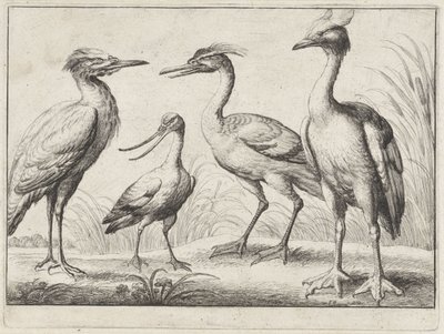 Quattro trampolieri da Wenceslaus Hollar
