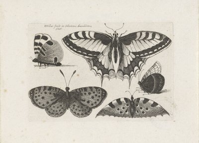 Cinque farfalle da Wenceslaus Hollar