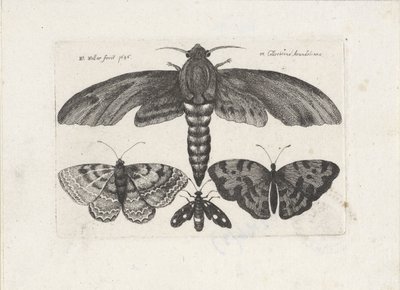Farfalle e una falena da Wenceslaus Hollar