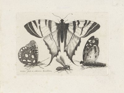 Farfalle e una vespa da Wenceslaus Hollar