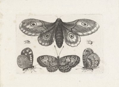 Farfalle, coleotteri e una falena da Wenceslaus Hollar
